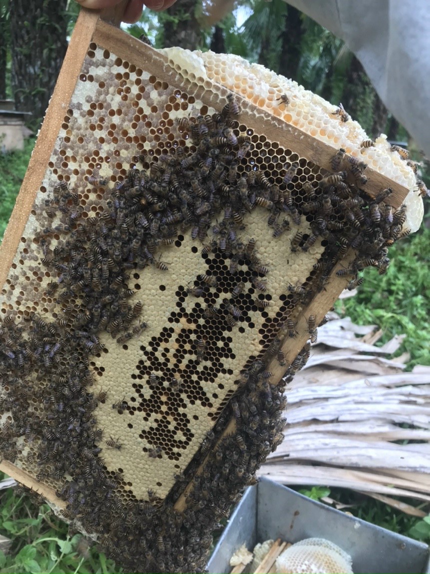 Mật ong hoa bạc hà có tác dụng gì? Giá bao nhiêu? Cách nhận biết?