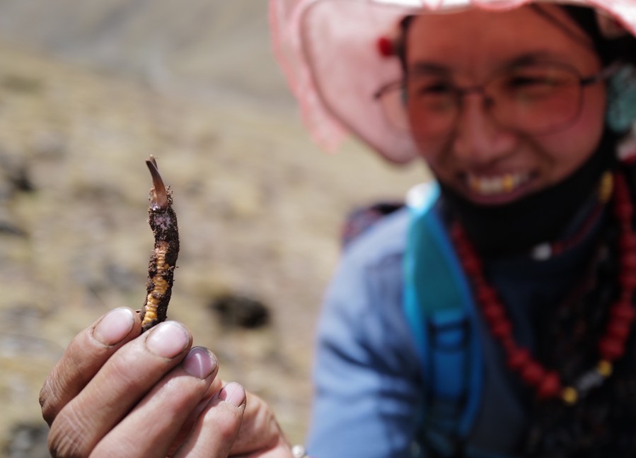 Mùa thu hoạch đông trùng hạ thảo ở Tây Tạng