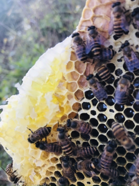 Mật ong bạc hà đông trùng hạ thảo Vinacordy 375ml VI-107