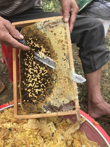 Mật ong hoa bạc hà có tác dụng gì? Giá bao nhiêu? Cách nhận biết?